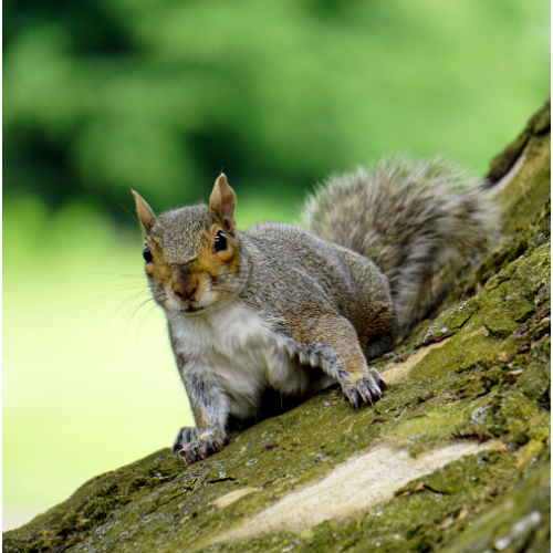 Squirrel Control Dagenham
